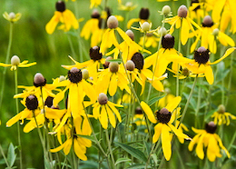 Cone Flowers